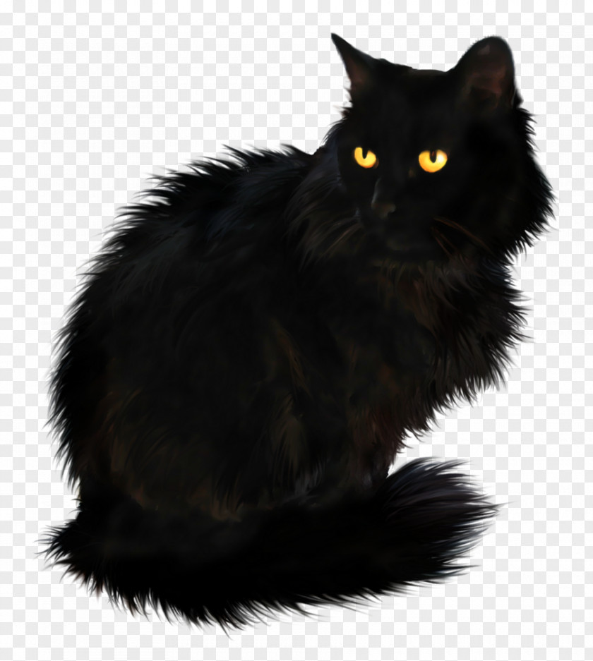 Long-haired Persian Cat British Longhair Kitten Black PNG