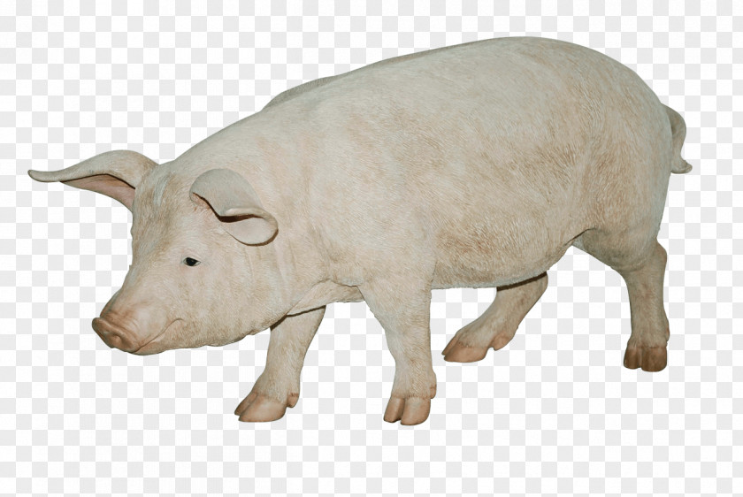 Pig Image Large Black Hogs And Pigs Farming PNG