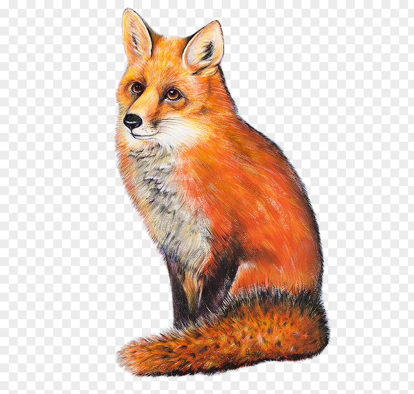 Red Fox The Neston Thornton Hough PNG