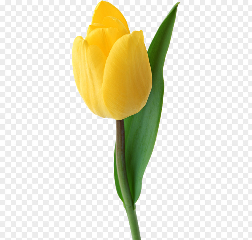 Tulips Tulip Clip Art PNG