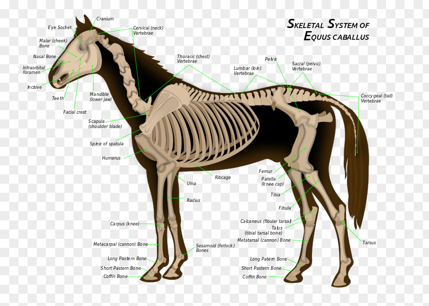 Anatomy Skeletal System Of The Horse Skeleton Bone Equine PNG