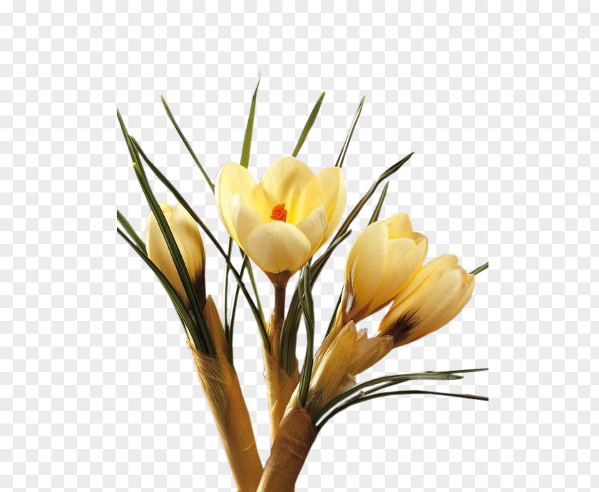Kwiaty Wiosenne Crocus Cut Flowers Floral Design Plant Stem PNG