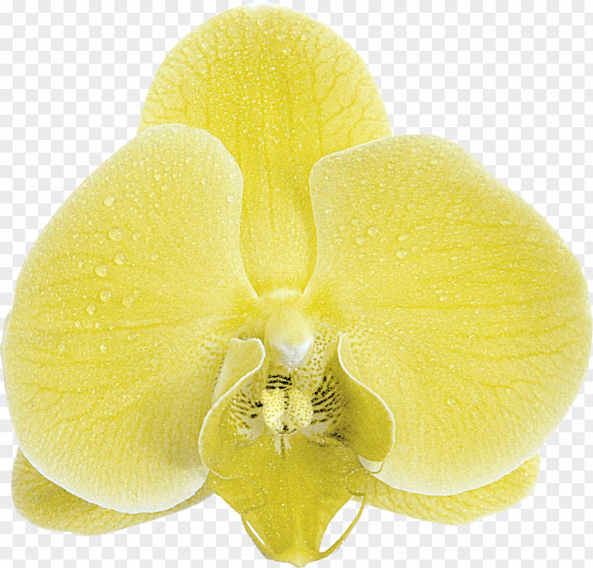 Moth Orchids Close-up PNG
