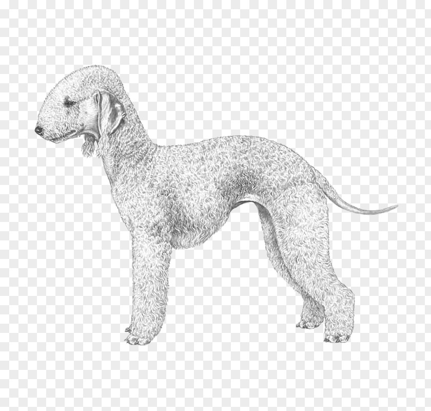 Puppy Dog Breed Whippet Bedlington Terrier Italian Greyhound PNG