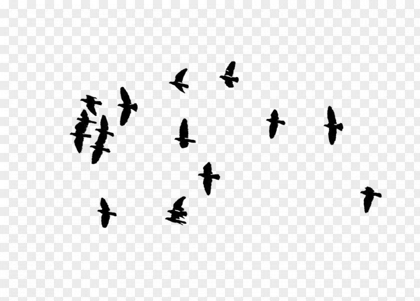 Bird Flight Flock PicsArt Photo Studio PNG