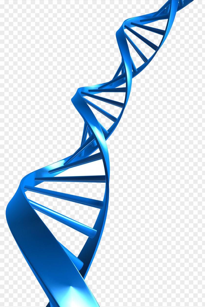 DNA Profiling Nucleic Acid Double Helix Clip Art PNG