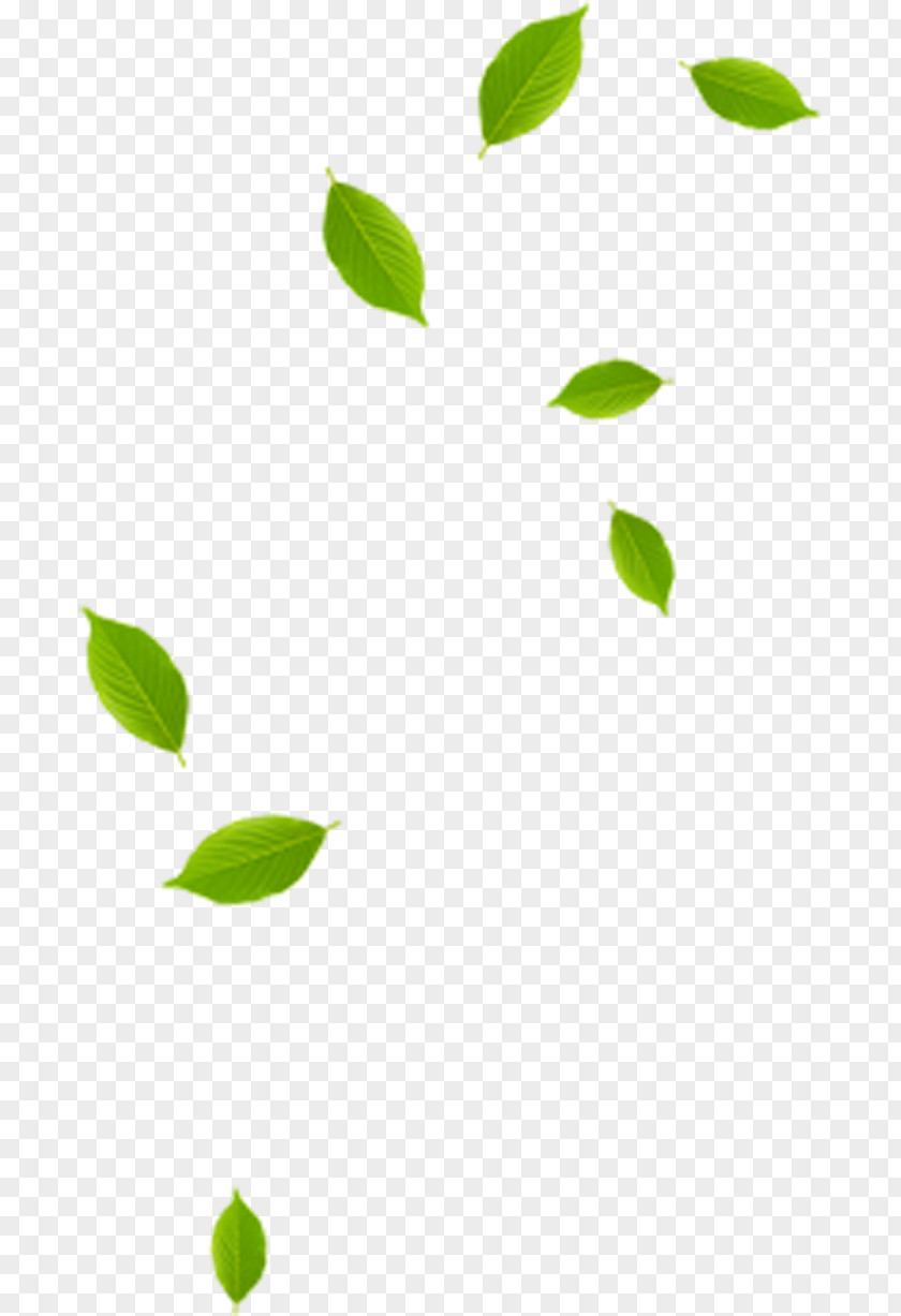 Leaf Green Pattern PNG