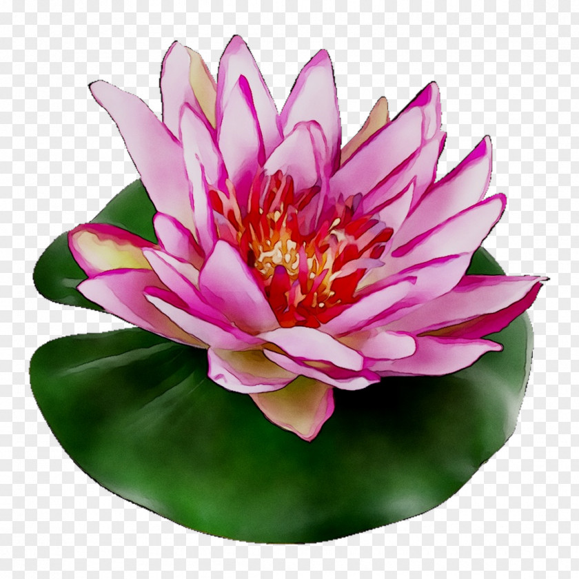 Sacred Lotus Electronic Cigarette Aerosol And Liquid Petal Flower PNG