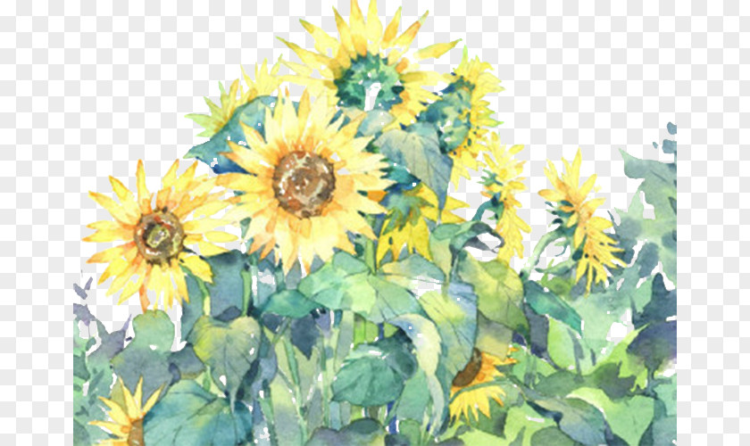 Sunflowers Common Sunflower Illustration PNG