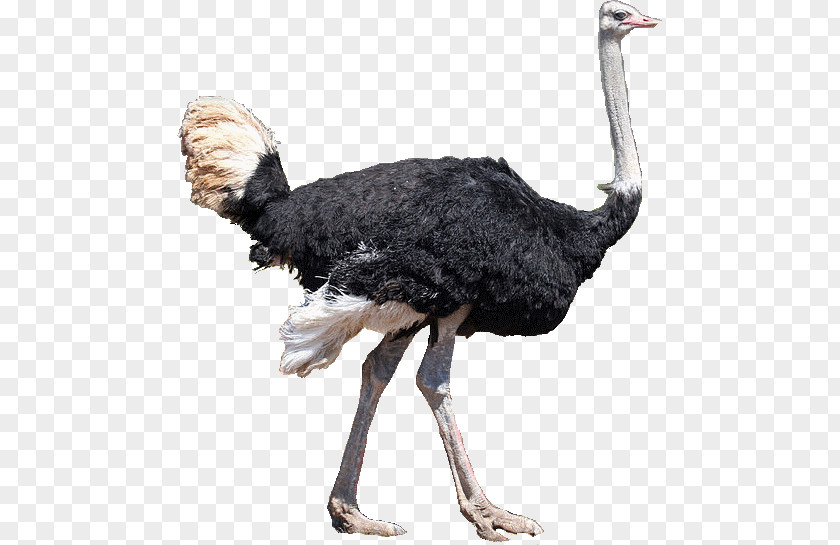 Bird Common Ostrich Emu Mallard Ratite PNG