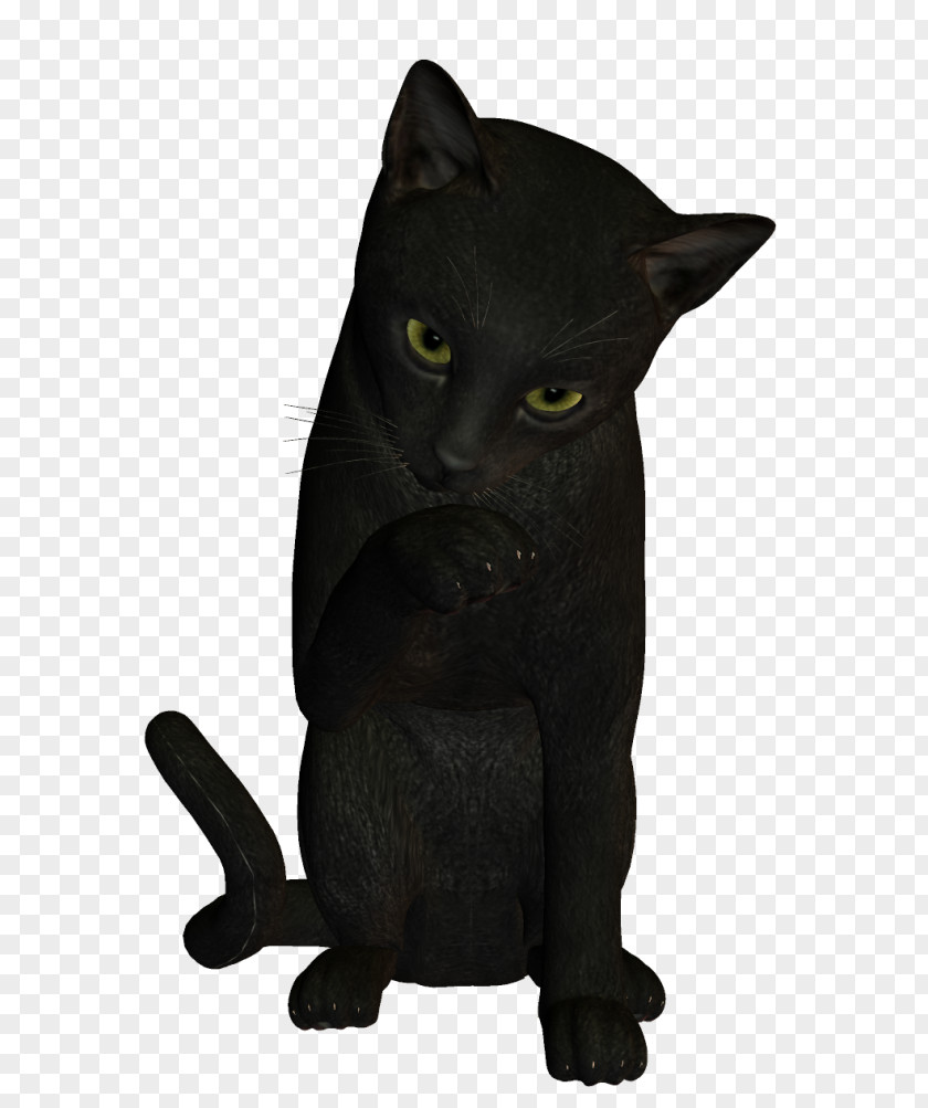 Bombay Cat Black Korat Domestic Short-haired Whiskers PNG