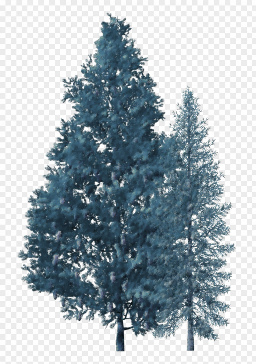 Christmas Tree Spruce Fir Branch PNG
