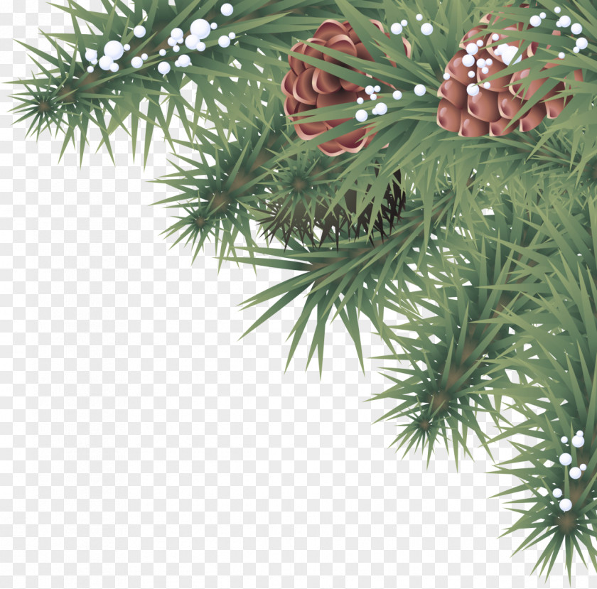 Columbian Spruce Yellow Fir White Pine Balsam Shortleaf Black PNG