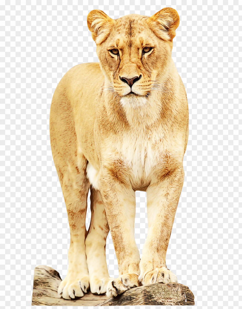 East African Lion Zoo Animal Wildlife Mammal PNG