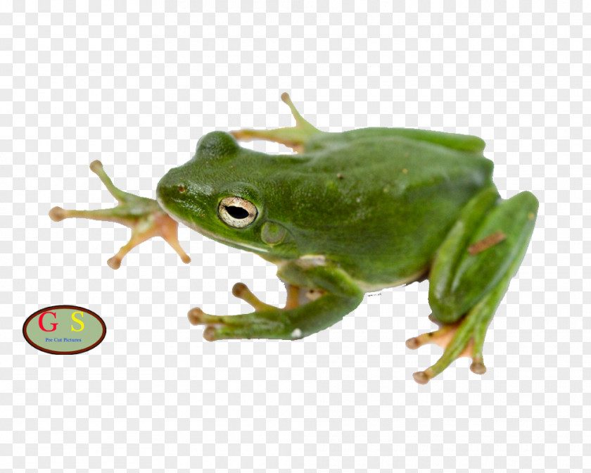 Frog American Green Tree Amphibian Australian PNG
