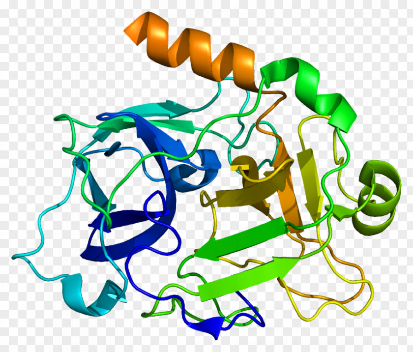 High-molecular-weight Kininogen Prekallikrein Molecule PNG