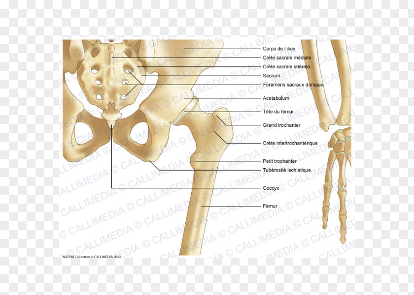 Abdomen Anatomy Pelvis Hip Bone PNG