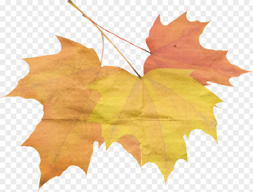 Autumn Maple Leaf Qiufen PNG