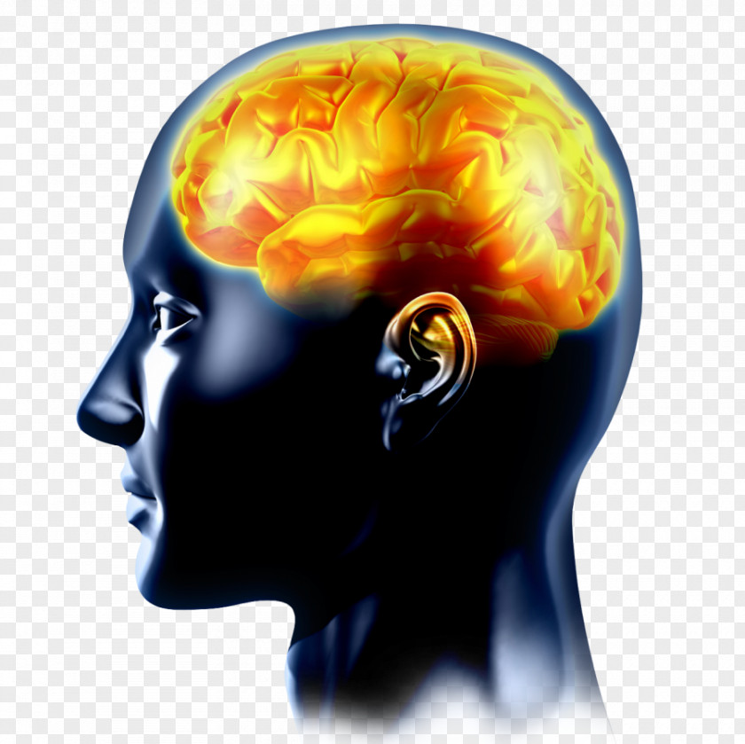 Brain Human Cognitive Training Neuroscience Nervous System PNG