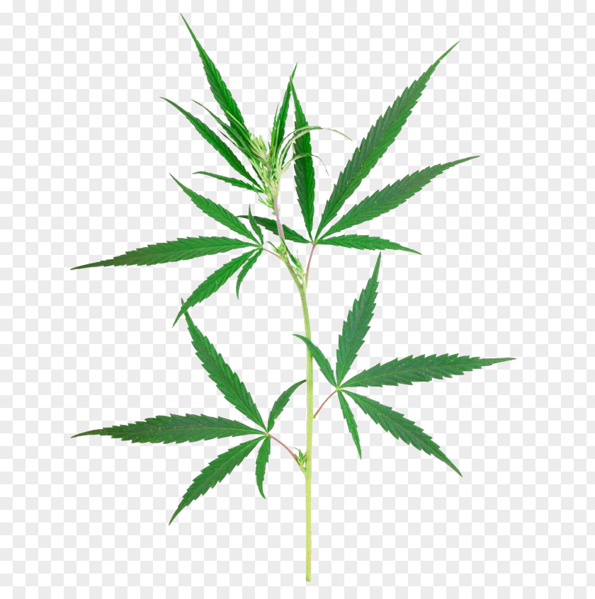 Cannabis Sativa Marijuana Plant PNG