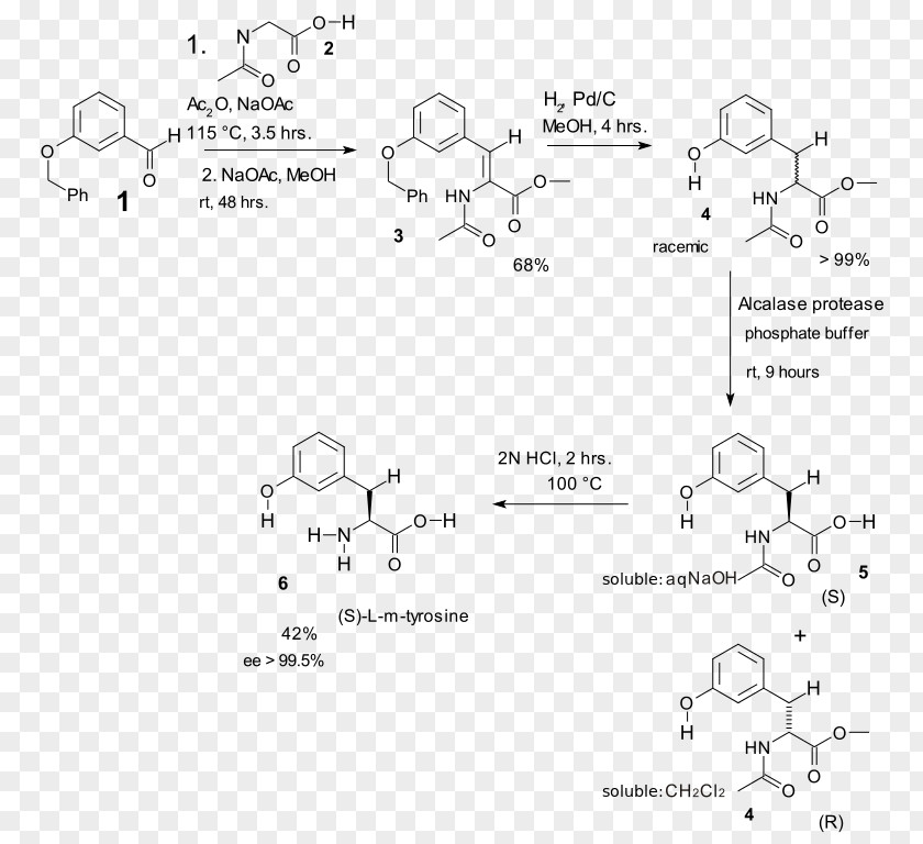 Erlenmeyer–Plöchl Azlactone And Amino-acid Synthesis Amino Acid Tyrosine PNG