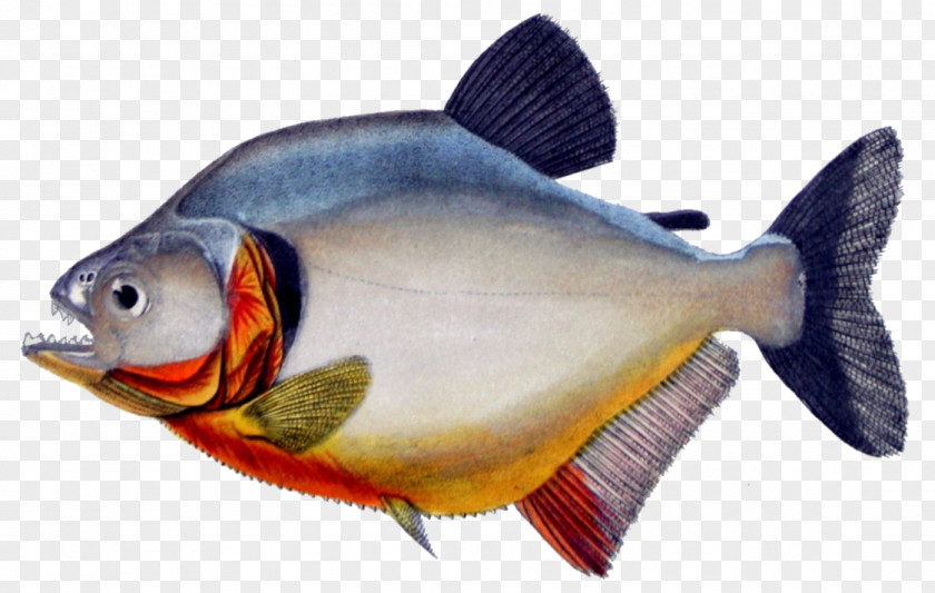 Fish Red-bellied Piranha Redeye Megapiranha Paranensis PNG