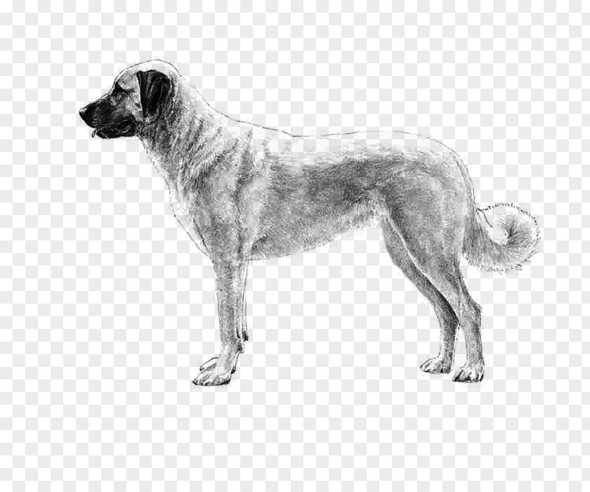 Giant Dog Breed English Mastiff Drawing PNG