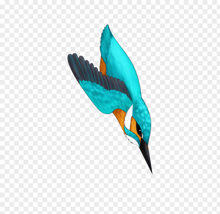 Kingfisher Bird Turquoise Teal Feather Beak PNG