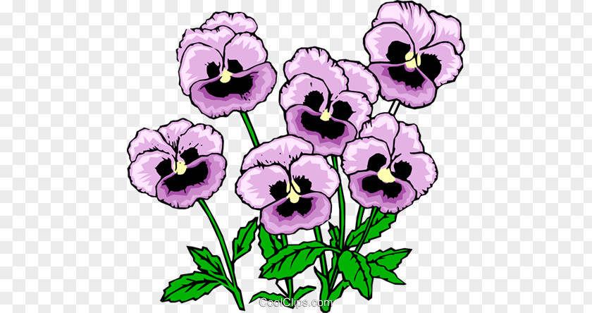 Pansy Viola Pedunculata Clip Art PNG