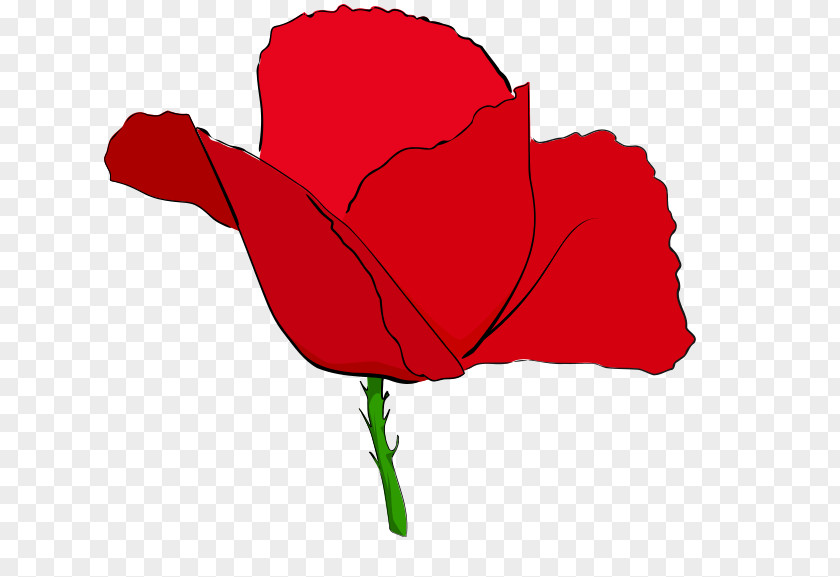 Red Poppies Remembrance Poppy Common Clip Art PNG