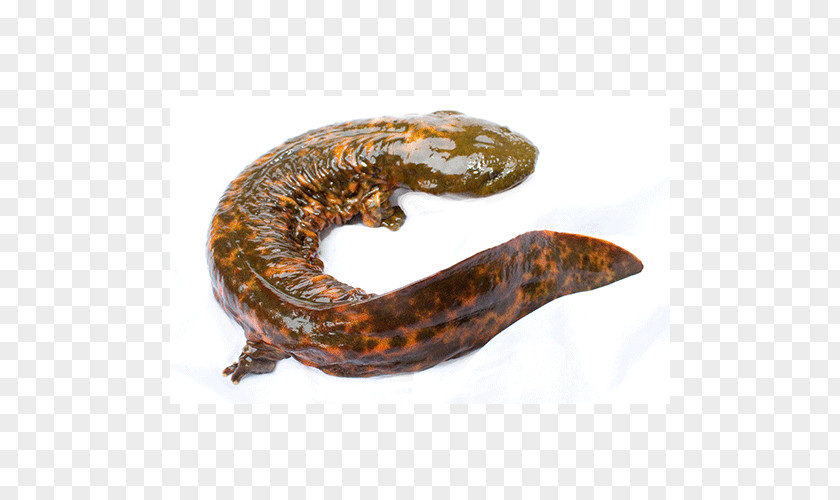 Salamander Giant Salamanders Hellbender Otter Chinese PNG