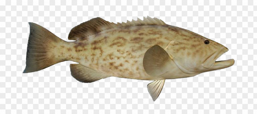 Bonyfish Bass Fish Cartoon PNG