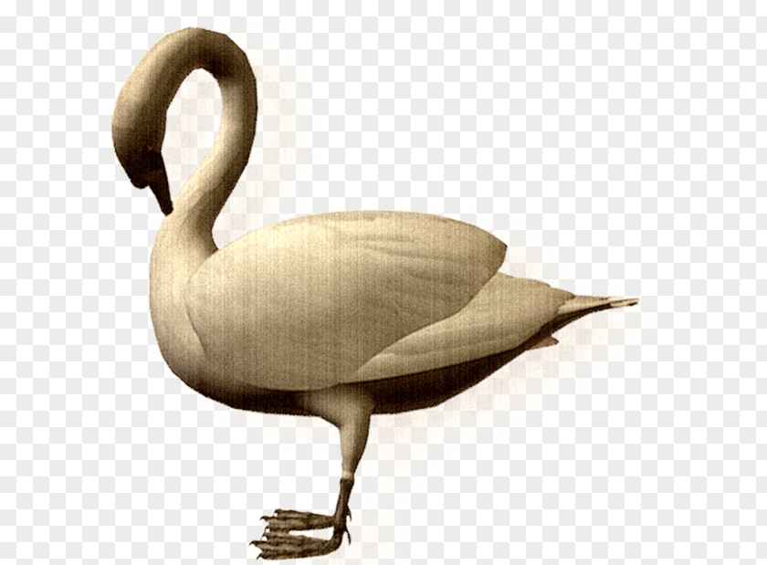 Cartoon Swan Duck Cygnini Bird Goose PNG