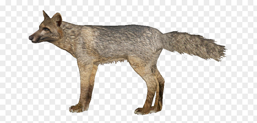 Fox Kunming Wolfdog Red Coyote Gray Crab-eating PNG