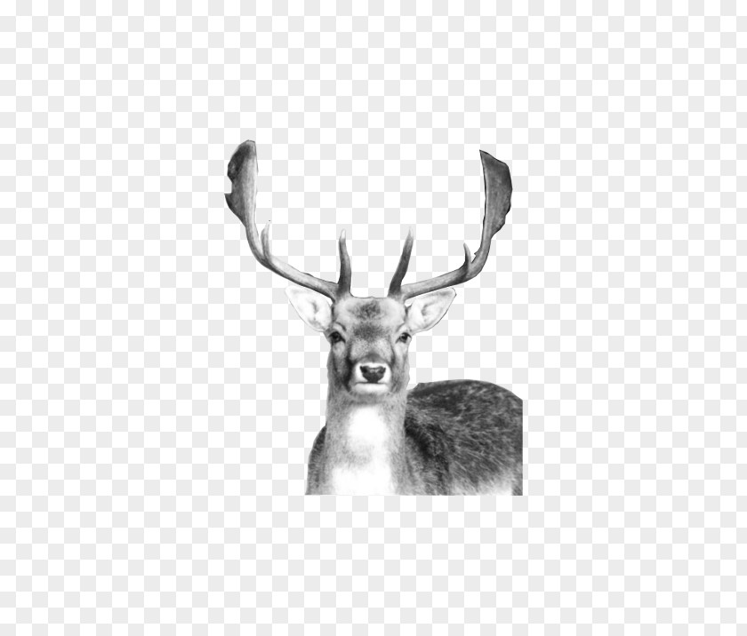 HERT Reindeer Stichting Hertenkamp Vledder Antler PNG