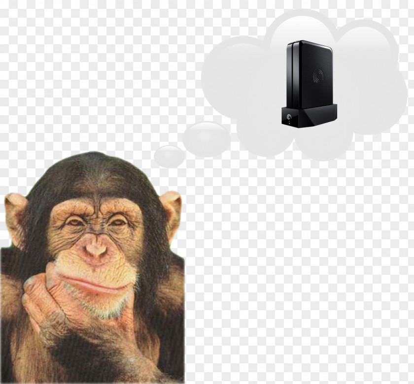 Monkey Chimpanzee Ape Japanese Macaque PNG