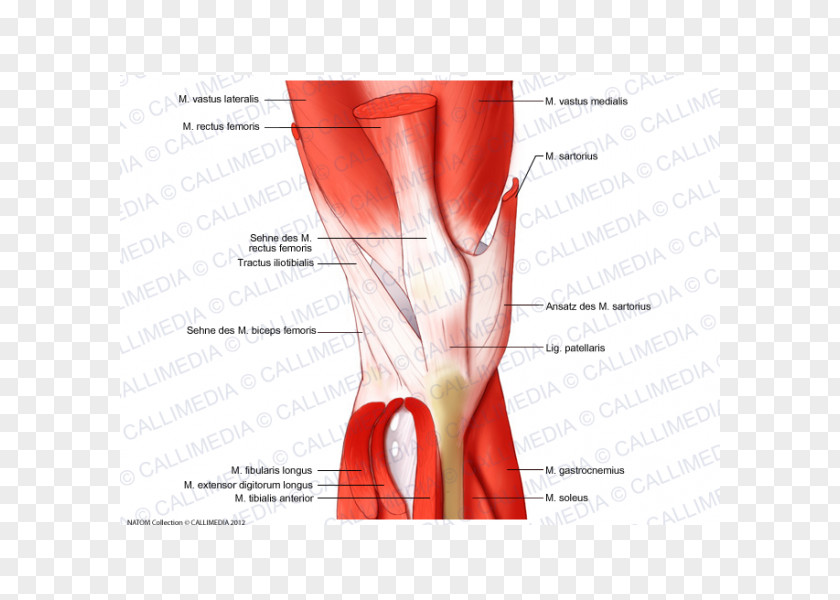 Rectus Femoris Function Knee Human Anatomy Body Muscular System PNG