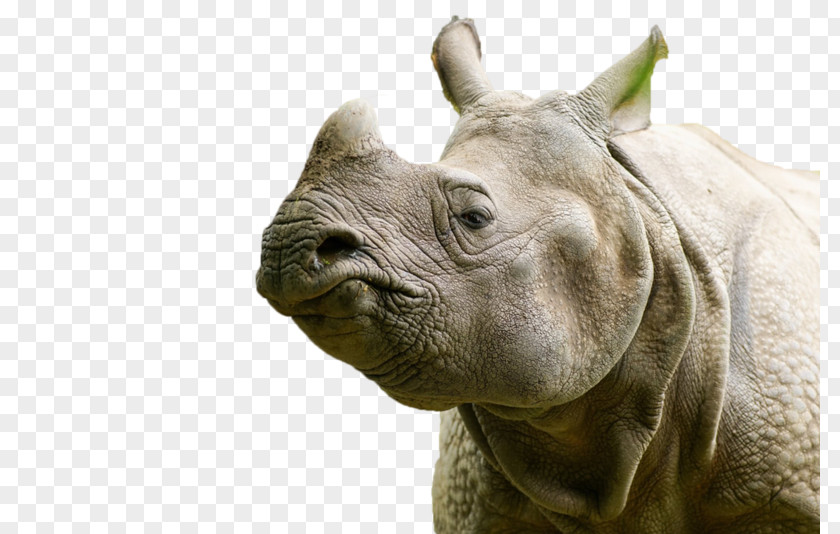 Rhinoceros Maresi Terrestrial Animal PNG