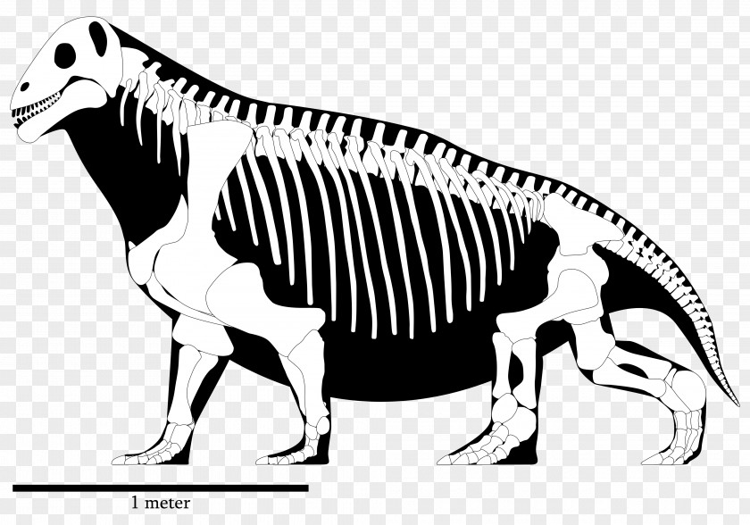 Skeleton Moschops Tyrannosaurus Permian Ulemosaurus PNG