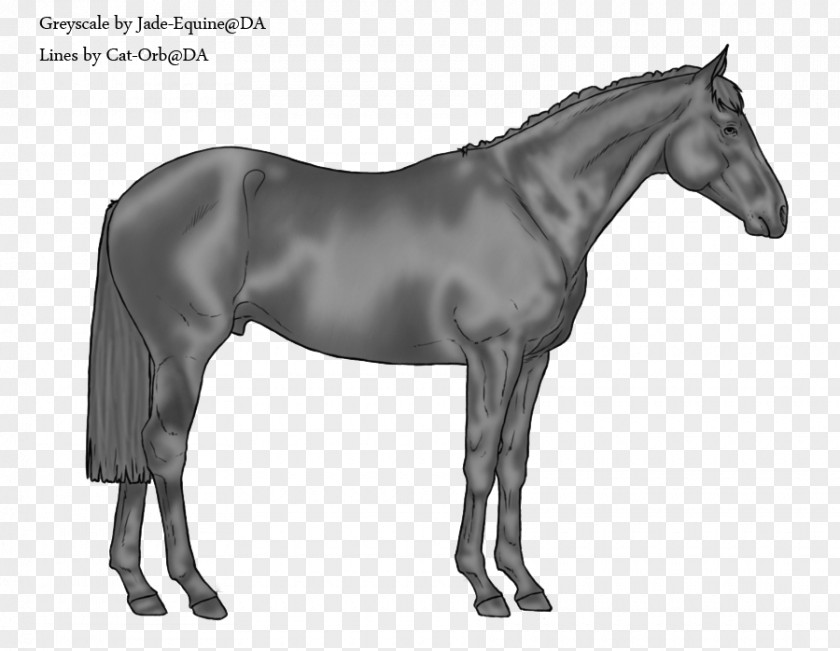 Swiss Warmblood American Paint Horse Australian Stock Stallion PNG