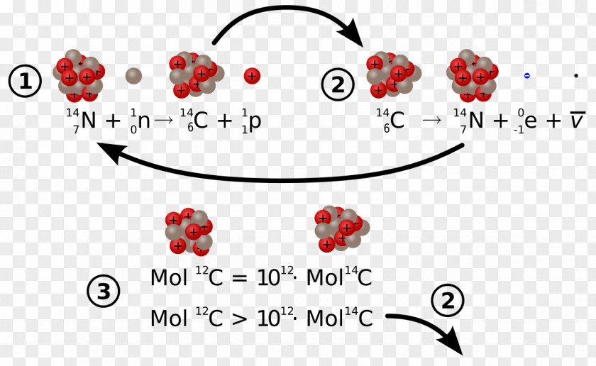 Caries Carbon-14 Radioactive Decay Radiocarbon Dating Carbon-12 Isotope PNG