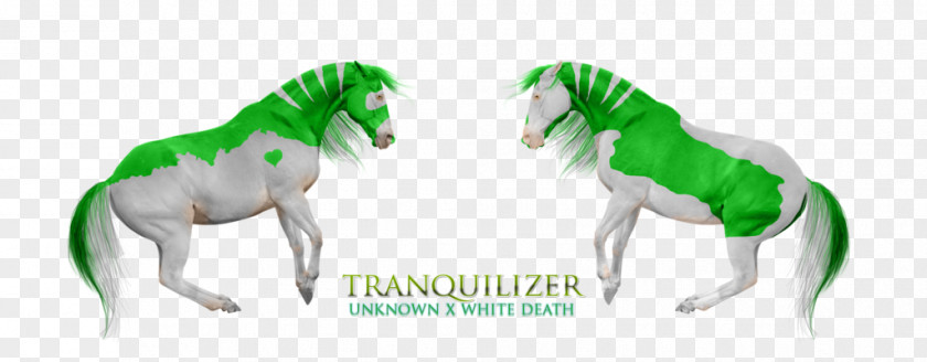 Dead Head Pony Mustang Stallion Green Wildlife PNG