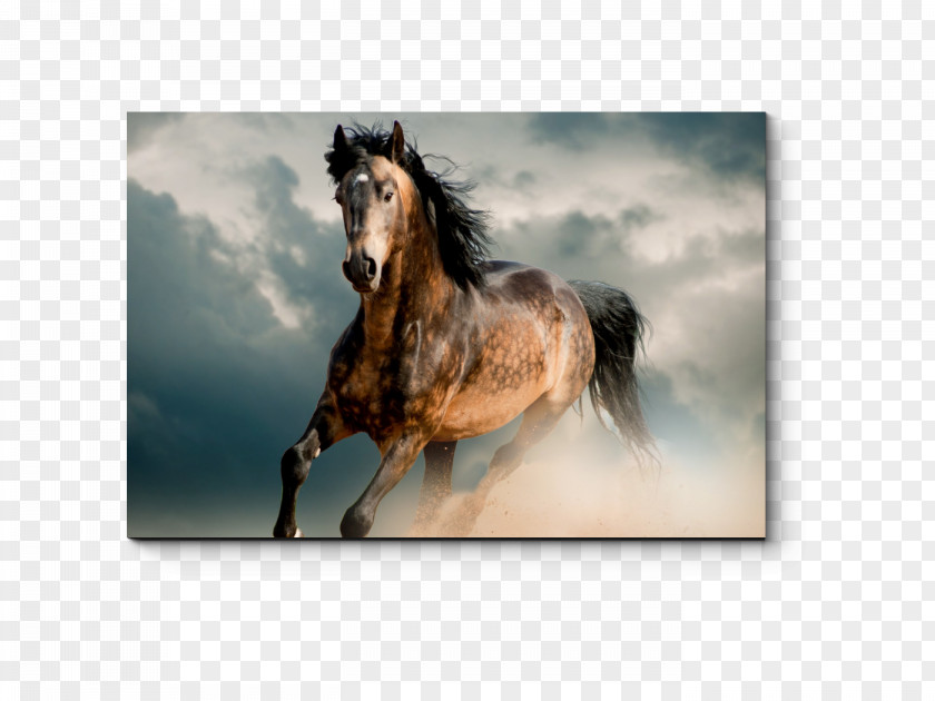 Galloping Horse Gallop Mustang Thoroughbred Desktop Wallpaper Pony PNG