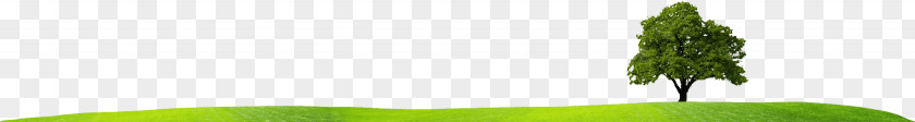 Grass Edge Leaf Desktop Wallpaper Water Grasses Energy PNG