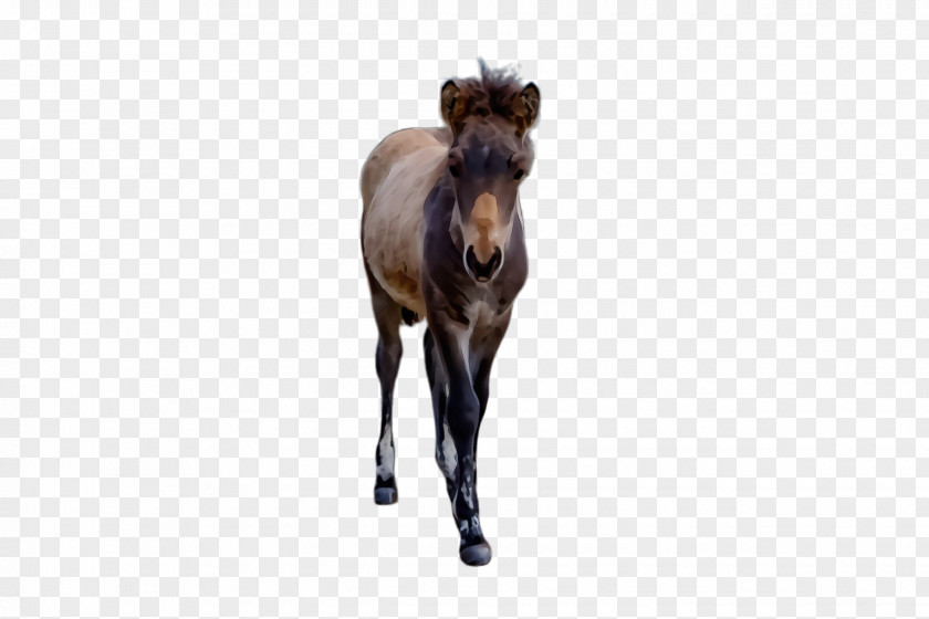 Livestock Liver Horse Wildlife Mane Animal Figure Mustang PNG
