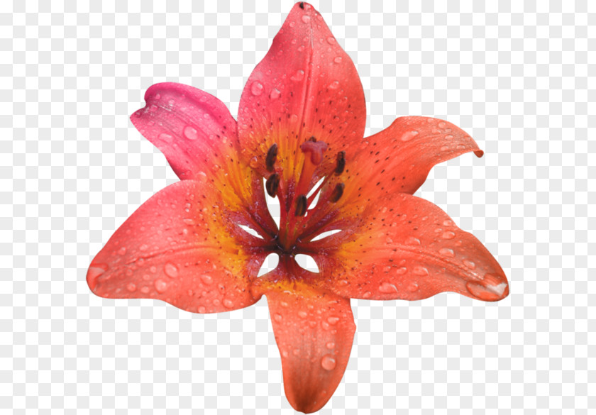 Orange Flower Image PNG