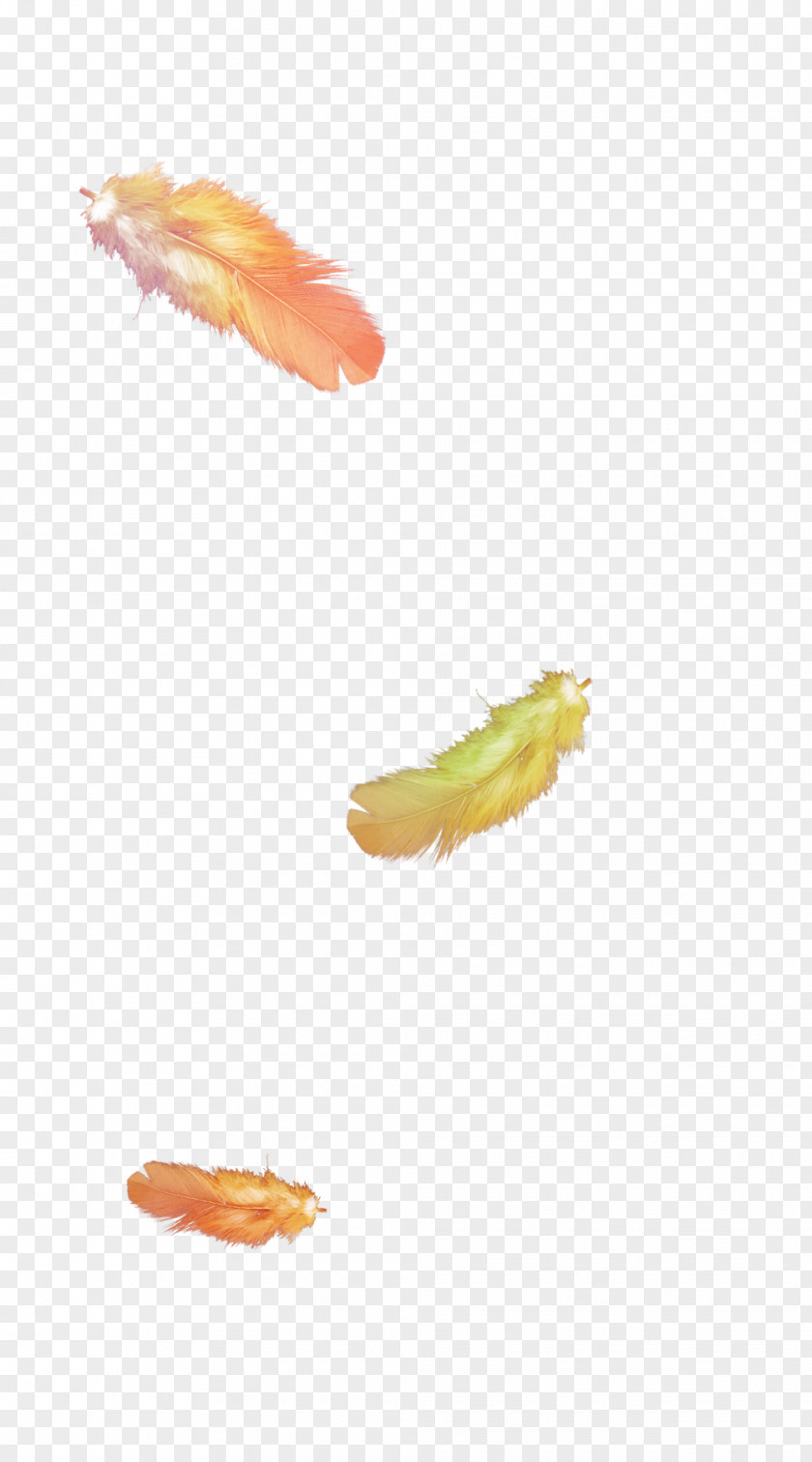 Pretty Creative Feather Bird PNG