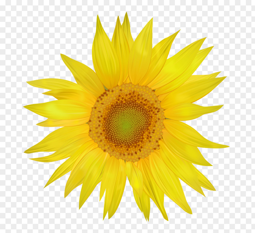 Sunflower Common Clip Art PNG