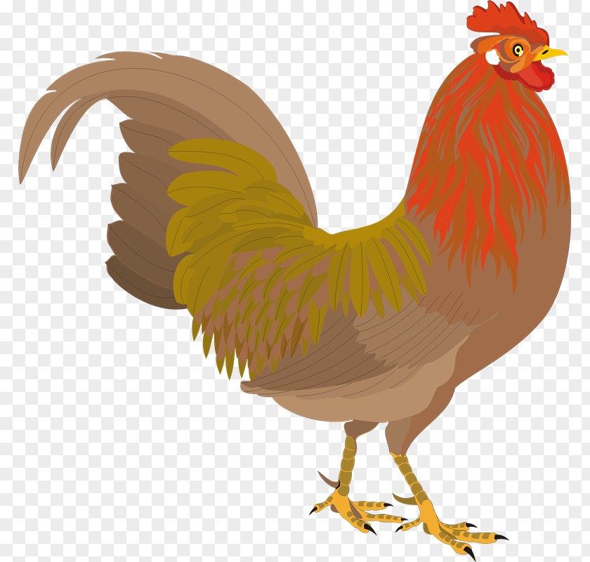 Zr Chicken Rooster Paper Clip Art PNG