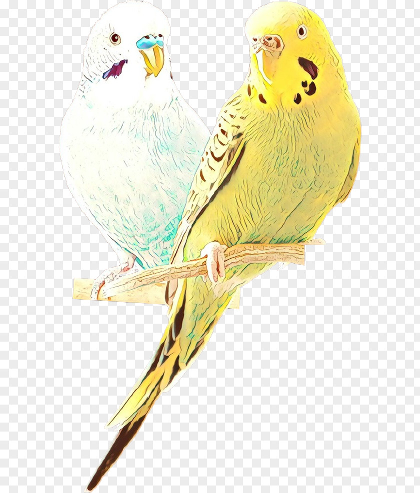 Bird Budgie Parakeet Parrot Beak PNG